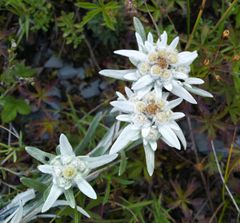 Leontopodium ochroleucum