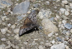 Erynnis telemachus