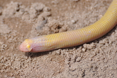 Leposternon polystegum