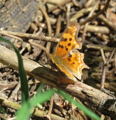 Polygonia satyrus satyrus