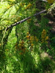 Taxodiomyia