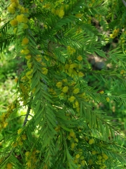 Taxodiomyia