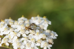 Oxyna flavipennis