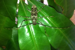 Macropophora accentifer