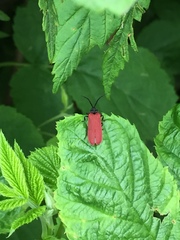 Pyropterus nigroruber