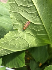 Hypoprepia miniata