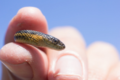 Thamnophis atratus