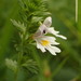 Rostkov's Eyebright - Photo (c) martina_poeltl, some rights reserved (CC BY-NC), uploaded by martina_poeltl