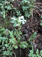 Pedicularis parryi