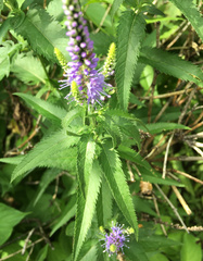 Veronica longifolia
