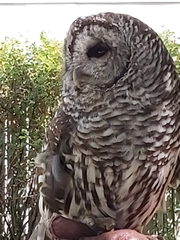 Strix