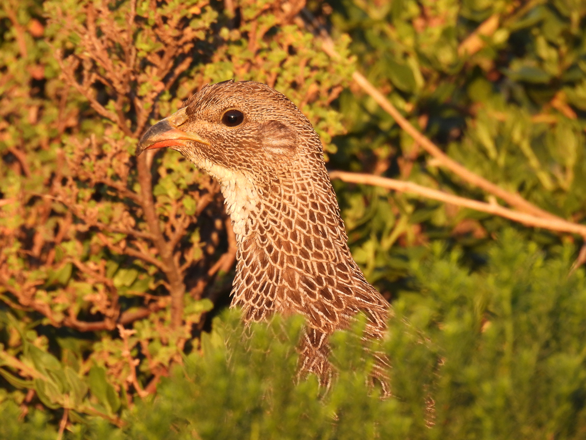Cape Spurfowl illustration