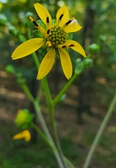 Silphium compositum
