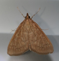 Framinghamia helvalis