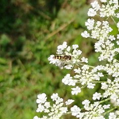 Epistrophella emarginata
