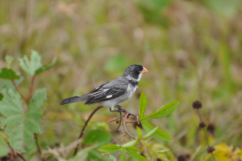 White-Throated Seedeater