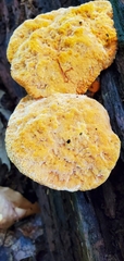 Aurantiporus croceus
