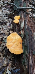 Aurantiporus croceus
