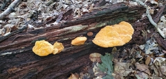 Aurantiporus croceus