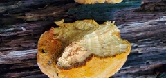 Aurantiporus croceus