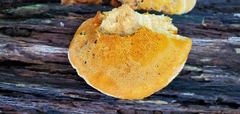 Aurantiporus croceus