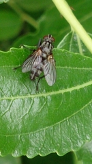 Rhinophoridae