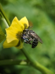 Colletes latitarsis