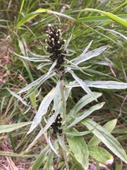 Omalotheca sylvatica