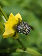 Colletes latitarsis