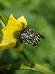Colletes latitarsis