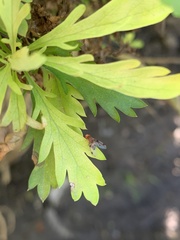 Leucophenga maculosa