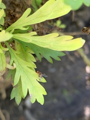 Leucophenga maculosa