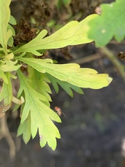 Leucophenga maculosa