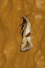 Eugnosta bimaculana