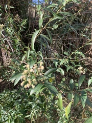 Baccharis punctulata
