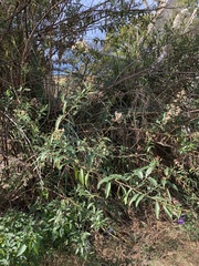 Baccharis punctulata