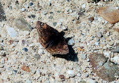 Erynnis juvenalis