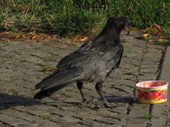 Corvus cornix × corone
