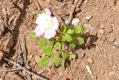 Rosa spithamea
