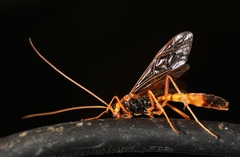 Opheltes glaucopterus barberi