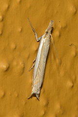 Fernandocrambus