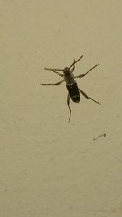 Xylotrechus smei