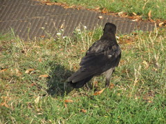Corvus cornix × corone