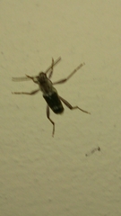 Xylotrechus smei