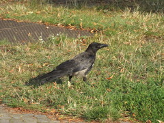 Corvus cornix × corone