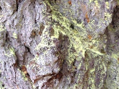 Chrysothrix granulosa