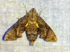 Neogurelca himachala