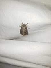 Mesapamea fractilinea