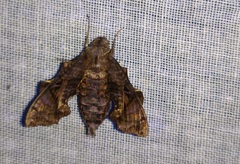 Neogurelca himachala