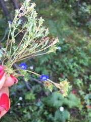 Gentiana squarrosa